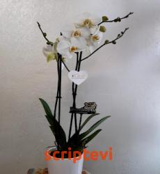ORKİDE 1