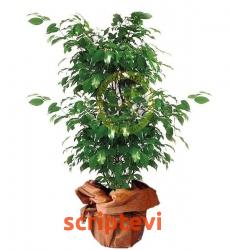 BENJAMİN