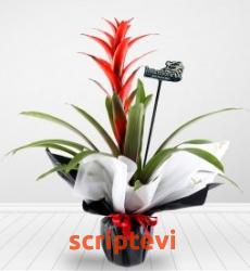 guzmania