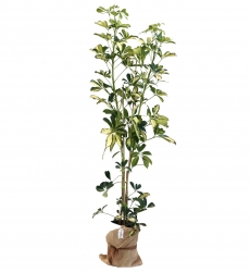 Schefflera Saksı Bitkisi