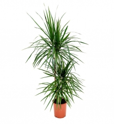 Marginata Salon Bitkisi 3 Lü