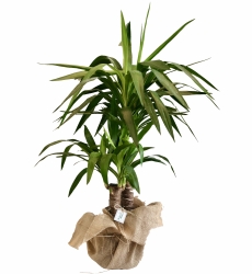 2 li yucca saksı bitkisi